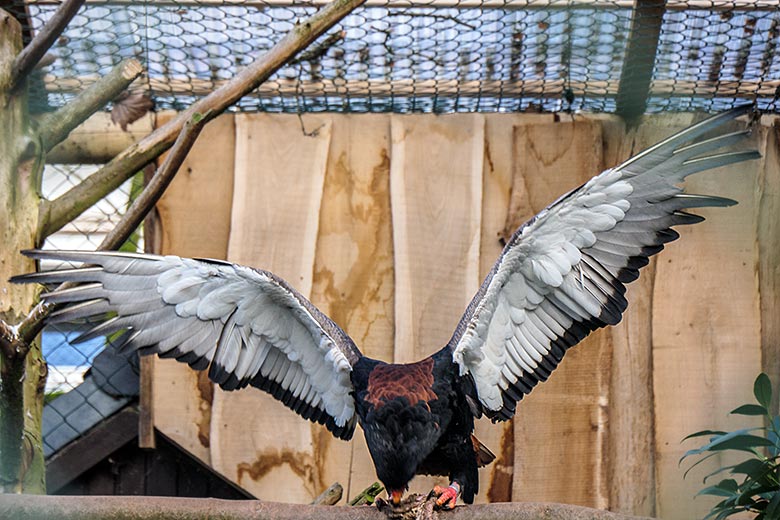 Weiblicher Gaukler ISIS am 2. Februar 2022 in der rechten Außenvoliere am Greifvogel-Haus im Zoo Wuppertal