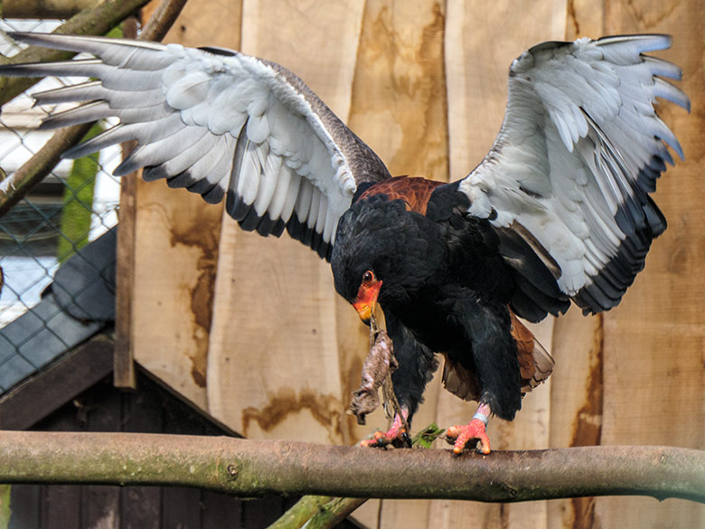 Weiblicher Gaukler ISIS am 2. Februar 2022 in der rechten Außenvoliere am Greifvogel-Haus im Zoo Wuppertal