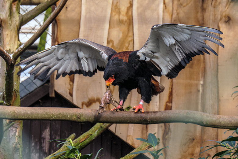 Weiblicher Gaukler ISIS am 2. Februar 2022 in der rechten Außenvoliere am Greifvogel-Haus im Wuppertaler Zoo