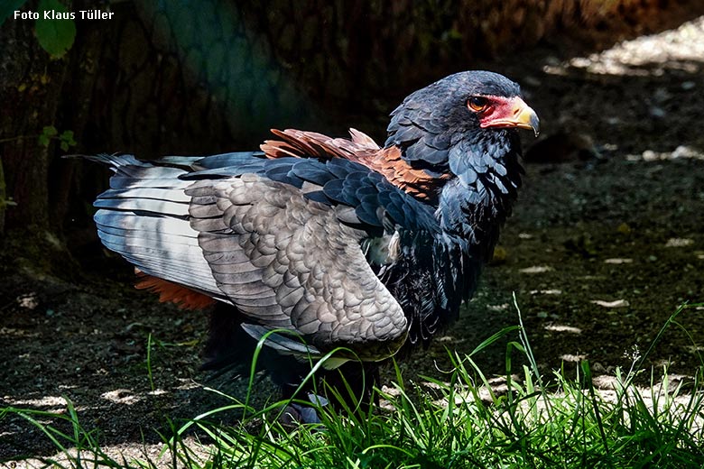 Weiblicher Gaukler ISIS am 16. Juni 2022 in der rechten Außenvoliere am Greifvogel-Haus im Grünen Zoo Wuppertal (Foto Klaus Tüller)