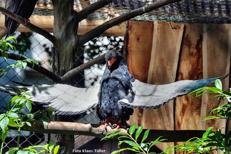 Weiblicher Gaukler ISIS am 16. Juni 2022 in der rechten Außenvoliere am Greifvogel-Haus im Zoologischen Garten der Stadt Wuppertal (Foto Klaus Tüller)