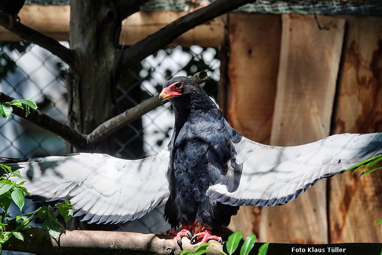 Weiblicher Gaukler ISIS am 16. Juni 2022 in der rechten Außenvoliere am Greifvogel-Haus im Wuppertaler Zoo (Foto Klaus Tüller)