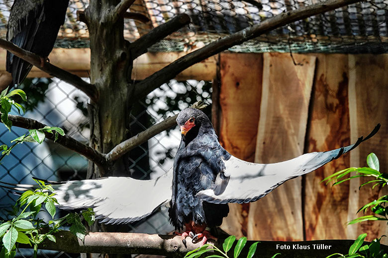 Weiblicher Gaukler ISIS am 16. Juni 2022 in der rechten Außenvoliere am Greifvogel-Haus im Zoo Wuppertal (Foto Klaus Tüller)