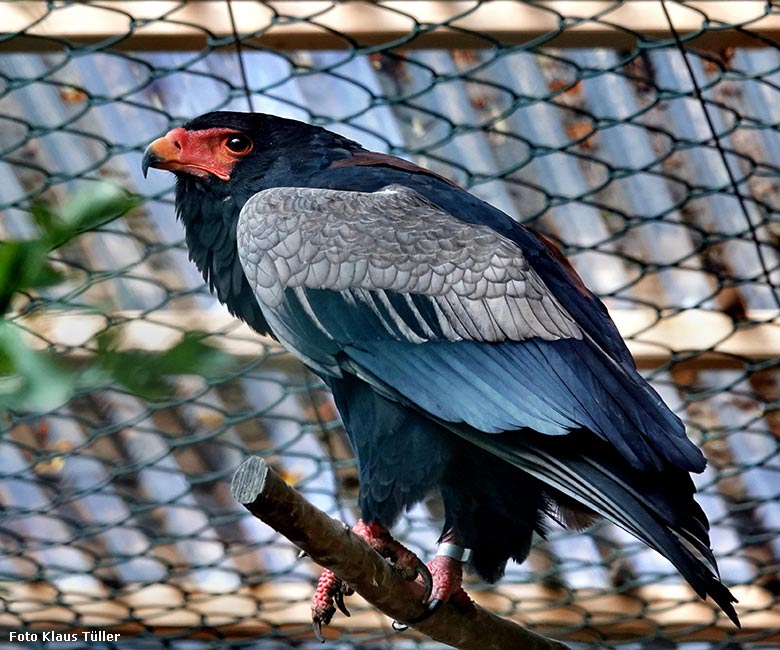 Männlicher Gaukler OSIRIS am 11. September 2022 in der rechten Außenvoliere am Greifvogel-Haus im Grünen Zoo Wuppertal (Foto Klaus Tüller)