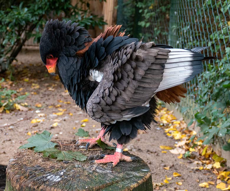 Weiblicher Gaukler ISIS am 15. Oktober 2022 in der rechten Außenvoliere am Greifvogel-Haus im Grünen Zoo Wuppertal