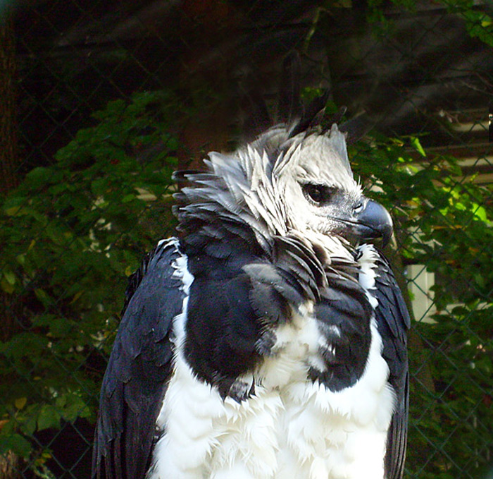 Harpyie im Zoo Wuppertal im Oktober 2008