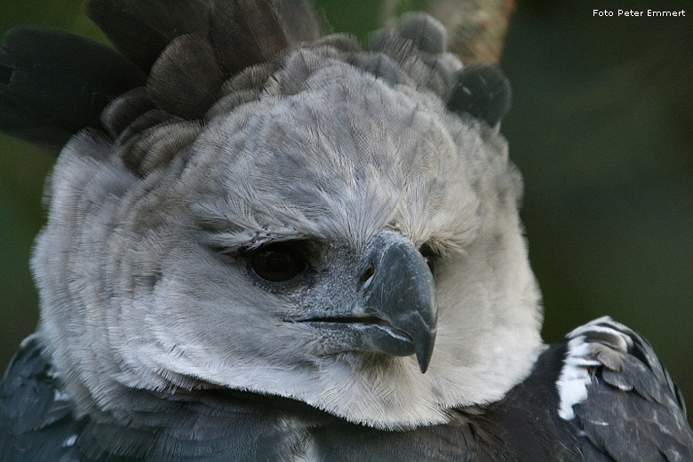 Harpyie im Zoo Wuppertal im Oktober 2008 (Foto Peter Emmert)