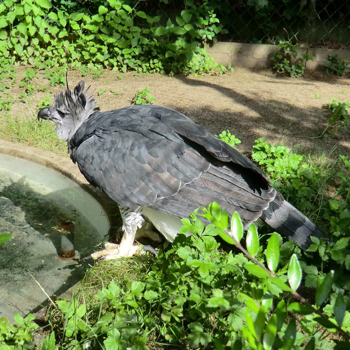 Harpyie im Zoo Wuppertal im Mai 2013