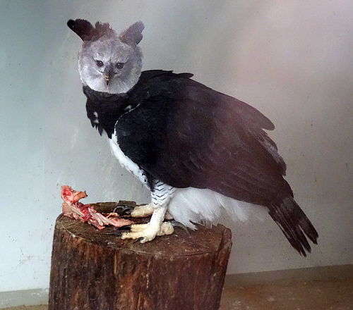 Harpyie mit Futter im Haus am 31. Dezember 2015 im Grünen Zoo Wuppertal