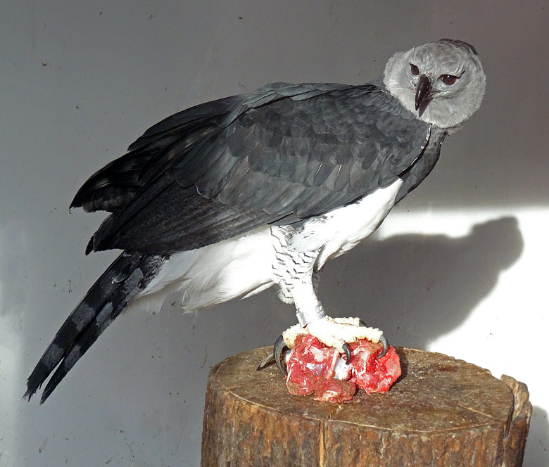 Harpyie im Jahr 2016 im Zoologischen Garten der Stadt Wuppertal