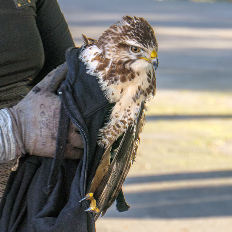 Mäusebussard am 13. Januar 2022 vor der Zoo-Kasse am Eingang zum Grünen Zoo Wuppertal