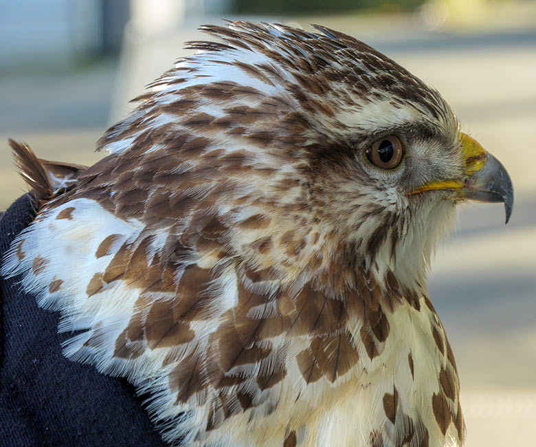 Mäusebussard am 13. Januar 2022 vor der Zoo-Kasse am Eingang zum Wuppertaler Zoo