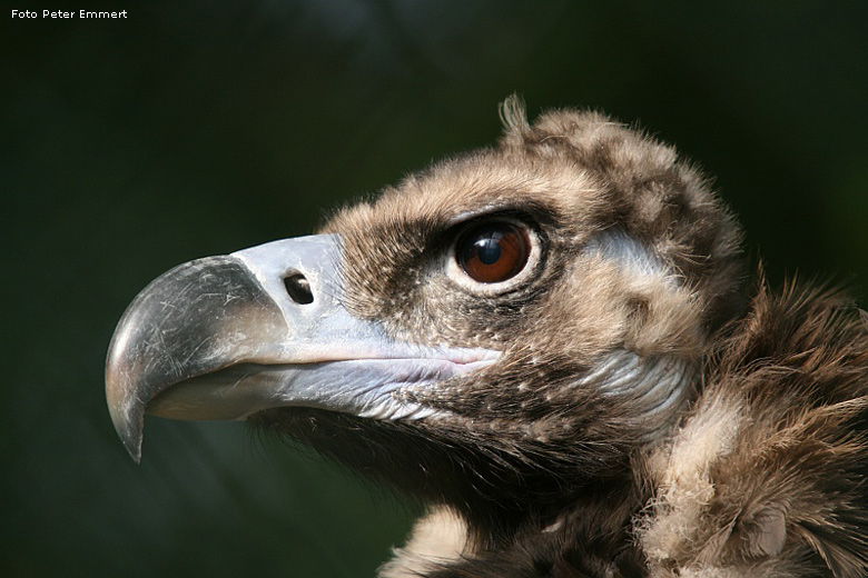 Mönchsgeier im Wuppertaler Zoo im Oktober 2007 (Foto Peter Emmert)