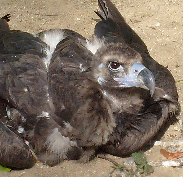 Mönchsgeier im Wuppertaler Zoo im Oktober 2008