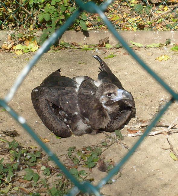 Mönchsgeier im Zoologischen Garten Wuppertal im Oktober 2008