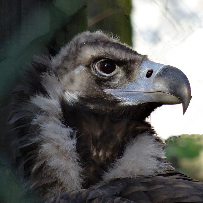 Mönchsgeier im Wuppertaler Zoo im November 2014