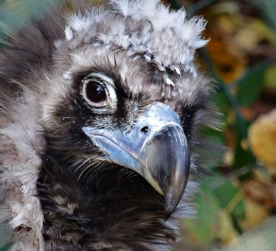 Mönchsgeier im Zoo Wuppertal im November 2014