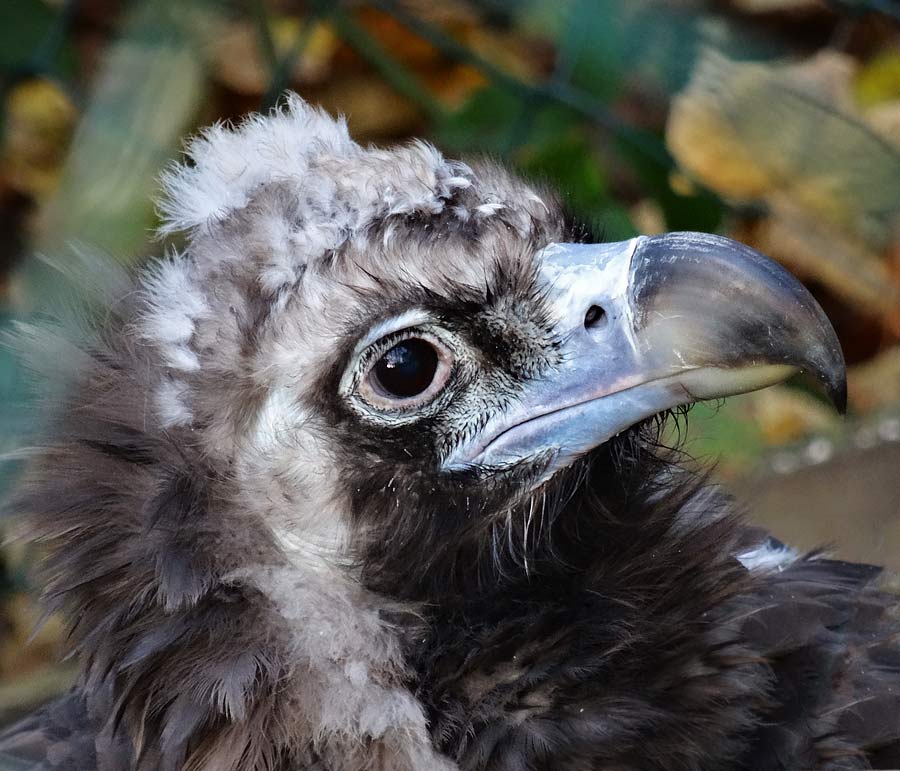 Mönchsgeier im Zoologischen Garten Wuppertal im November 2014