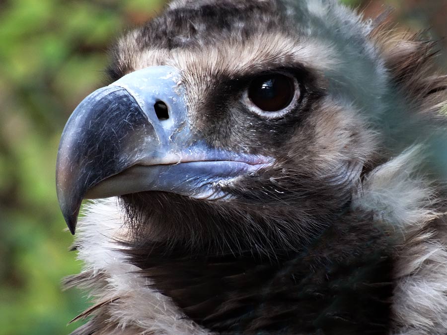 Mönchsgeier im Grünen Zoo Wuppertal im November 2014