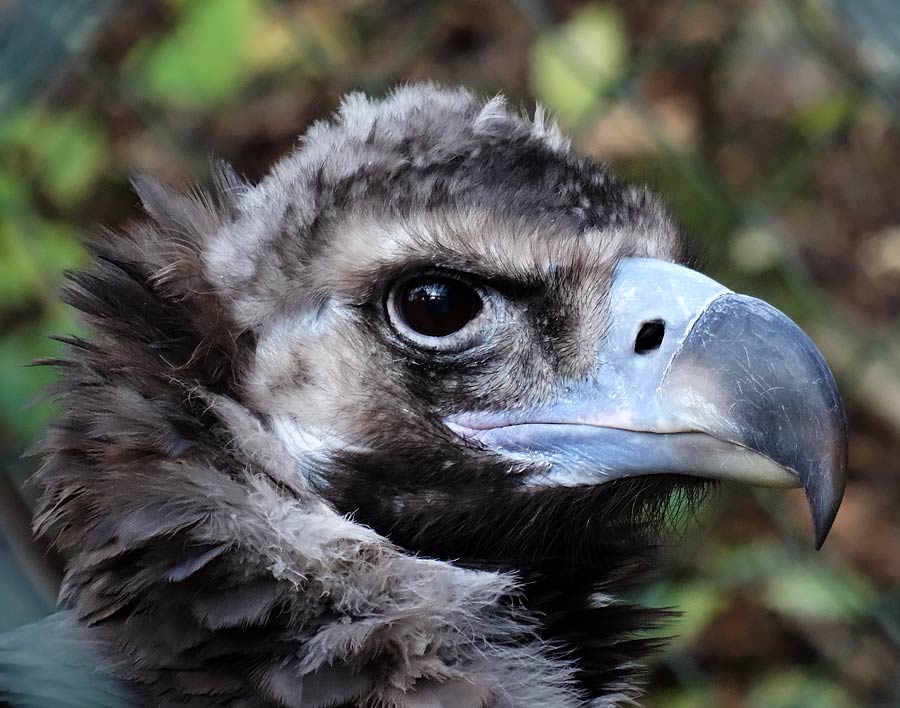 Mönchsgeier im Wuppertaler Zoo im November 2014