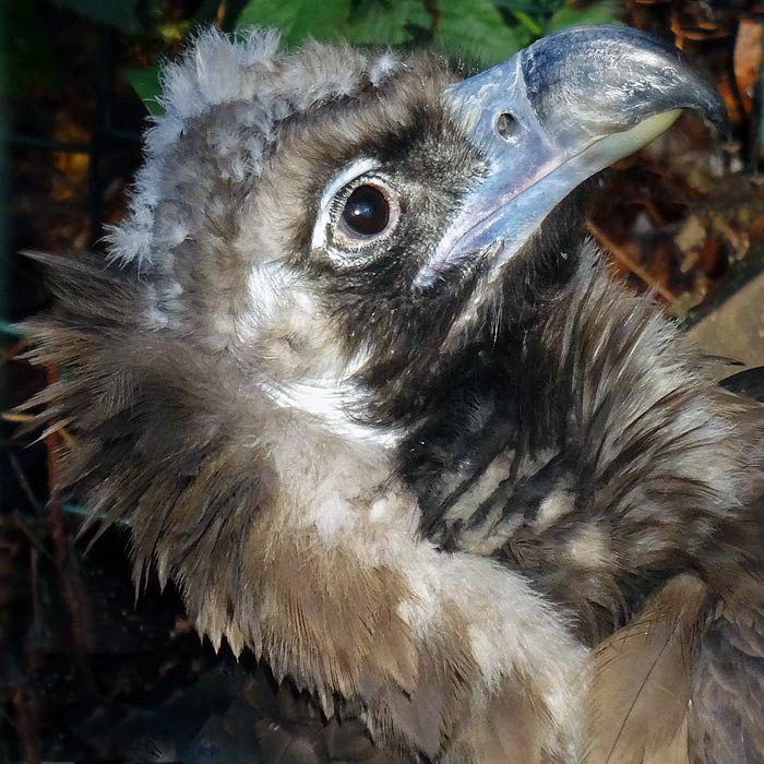 Mönchsgeier im Wuppertaler Zoo im Januar 2015