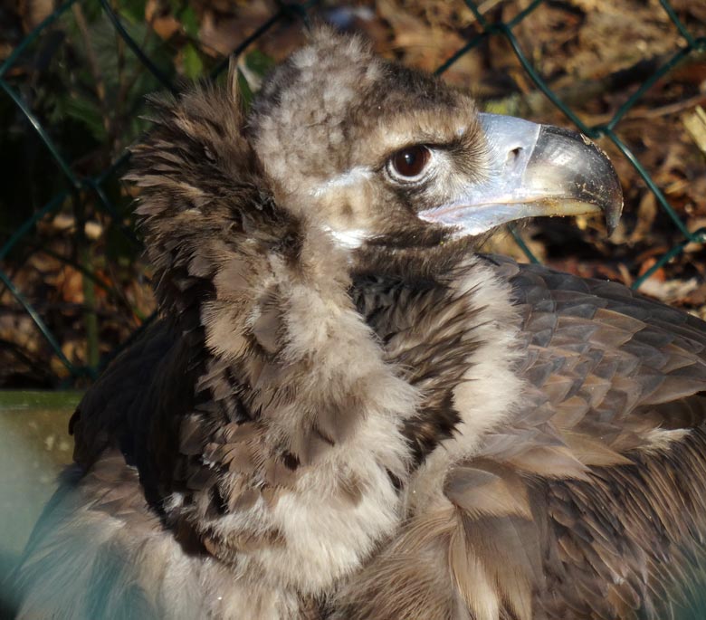 Mönchsgeier am 20. Januar 2017 im Grünen Zoo Wuppertal