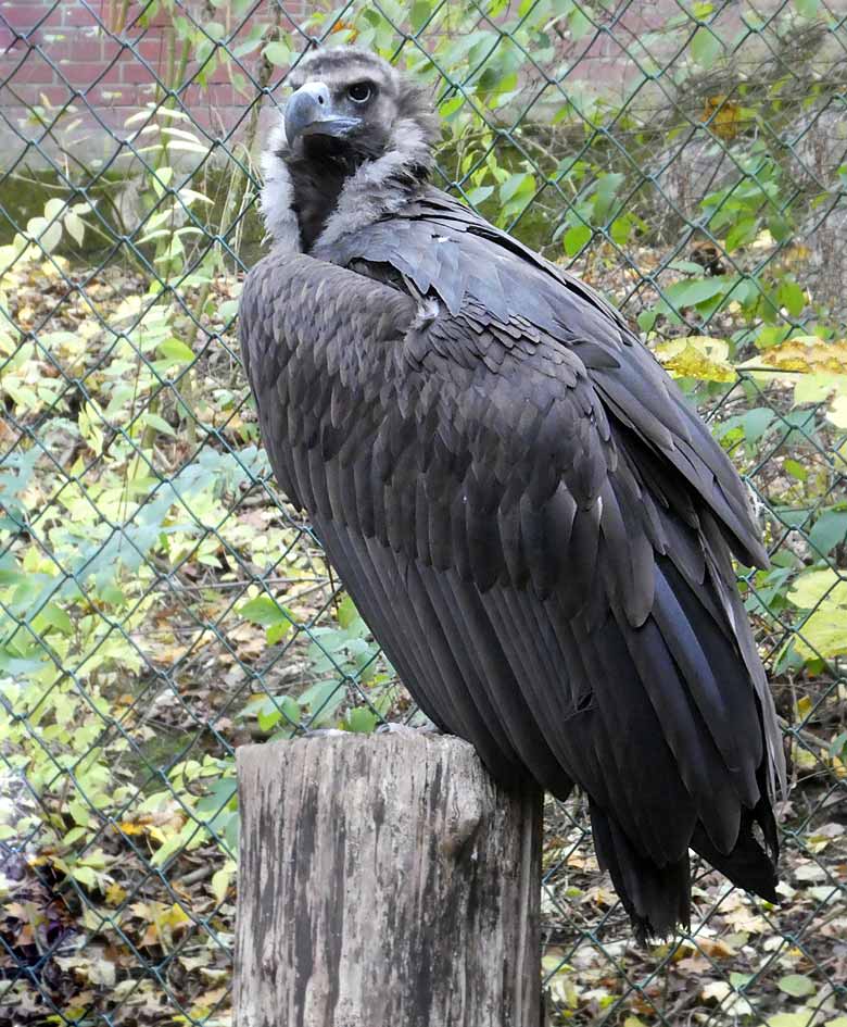 Mönchsgeier am 18. November 2017 in der Greifvogelvoliere im Grünen Zoo Wuppertal