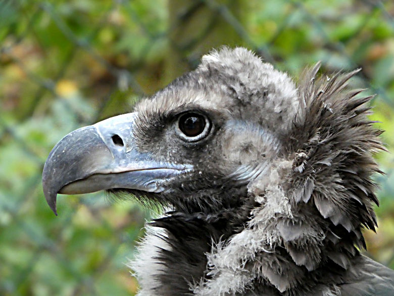 Mönchsgeier am 18. November 2017 in der Greifvogelvoliere im Wuppertaler Zoo