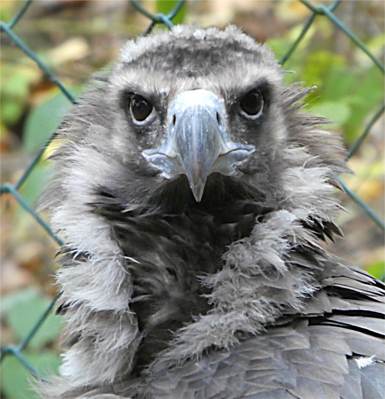 Mönchsgeier am 18. November 2017 in der Greifvogelvoliere im Zoologischen Garten der Stadt Wuppertal