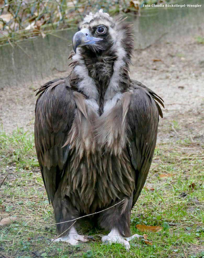 Mönchsgeier am 6. Januar 2018 in der Außenvoliere im Grünen Zoo Wuppertal (Foto Claudia Böckstiegel-Wengler)