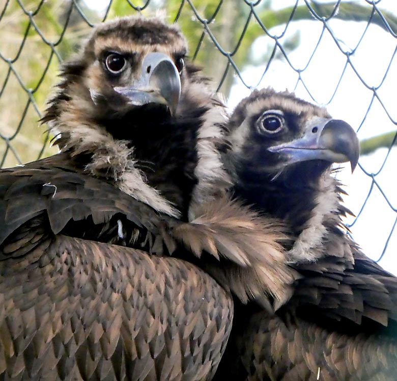 Mönchsgeier-Männchen und Mönchsgeier-Weibchen am 2. April 2018 in der Greifvogelvoliere im Grünen Zoo Wuppertal