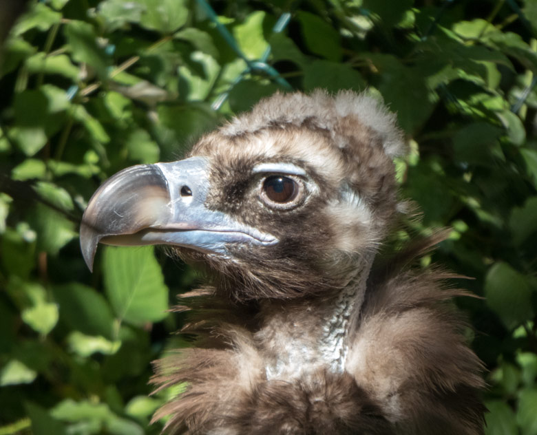 Mönchsgeier am 8. Juli 2018 in der Greifvogelvoliere im Grünen Zoo Wuppertal