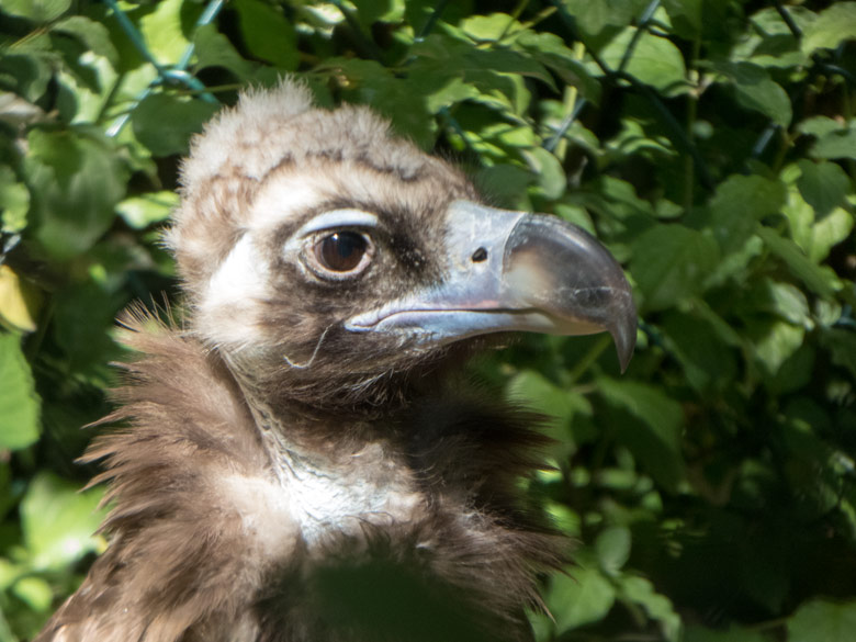 Mönchsgeier am 8. Juli 2018 in der Greifvogelvoliere im Wuppertaler Zoo