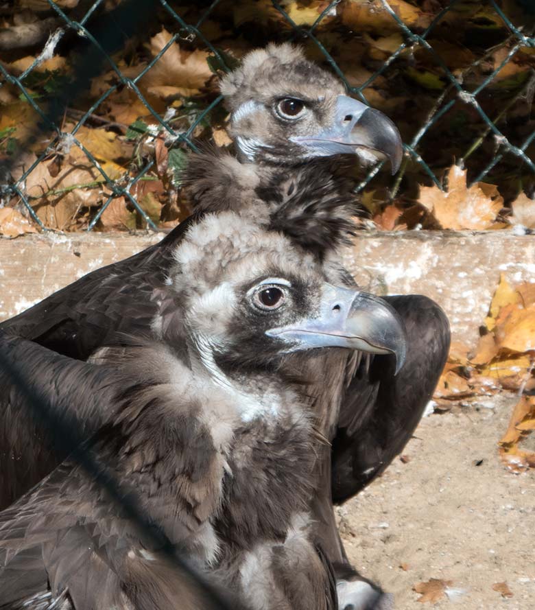 Mönchsgeier Paar am 3. Oktober 2018 in der Greifvogelvoliere in der Nähe des Okapihauses im Grünen Zoo Wuppertal