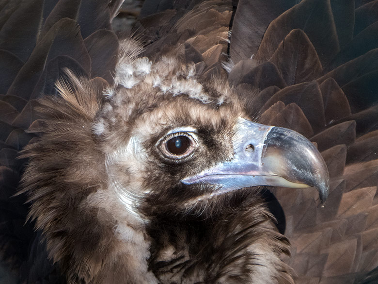 Mönchsgeier am 16. Februar 2019 in der Greifvogelvoliere im Grünen Zoo