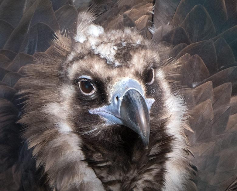 Mönchsgeier am 16. Februar 2019 in der Greifvogelvoliere im Wuppertaler Zoo