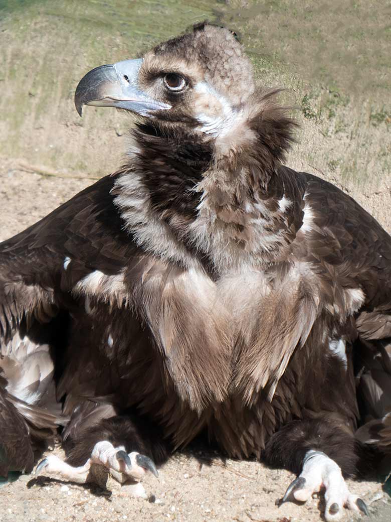 Mönchsgeier am 30. März 2019 in der Greifvogel-Voliere im Grünen Zoo Wuppertal