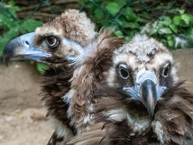 Die beiden Mönchsgeier FRANZ und SISI am 24. Juli 2020 in der Greifvogel-Voliere im Zoo Wuppertal