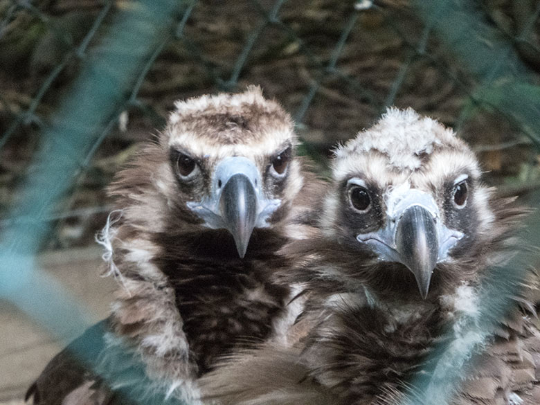 Weiblicher Mönchsgeier SISI und männlicher Mönchsgeier FRANZ am 24. Juli 2020 in der Greifvogel-Voliere im Grünen Zoo Wuppertal