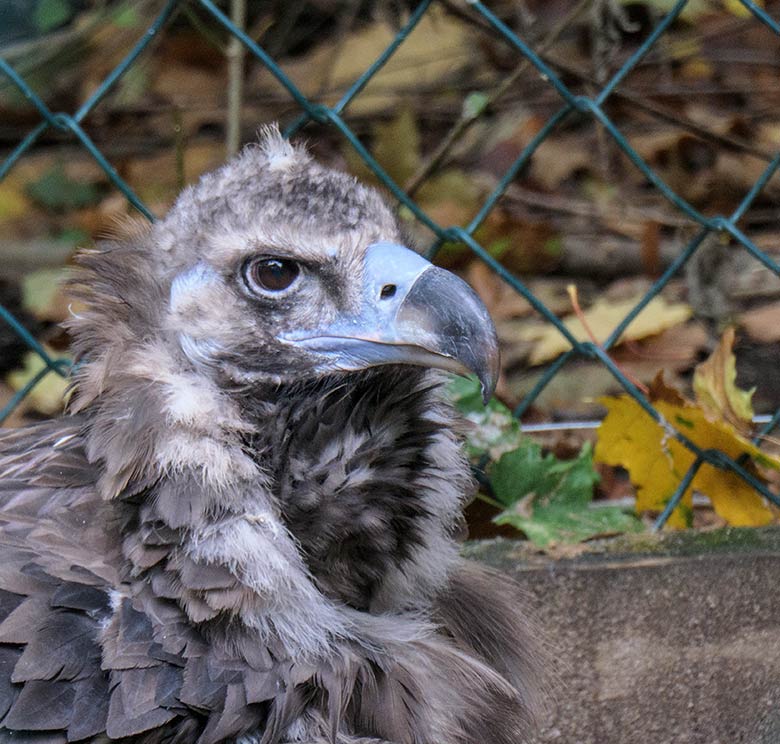 Männlicher Mönchsgeier FRANZ am 30. September 2020 in der Greifvogel-Voliere im Zoologischen Garten Wuppertal