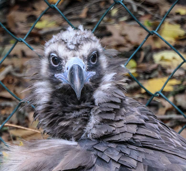 Weiblicher Mönchsgeier SISI am 30. September 2020 in der Greifvogel-Voliere im Wuppertaler Zoo