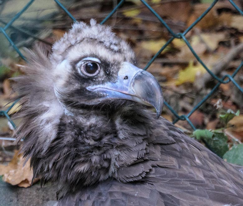 Weiblicher Mönchsgeier SISI am 30. September 2020 in der Greifvogel-Voliere im Grünen Zoo Wuppertal