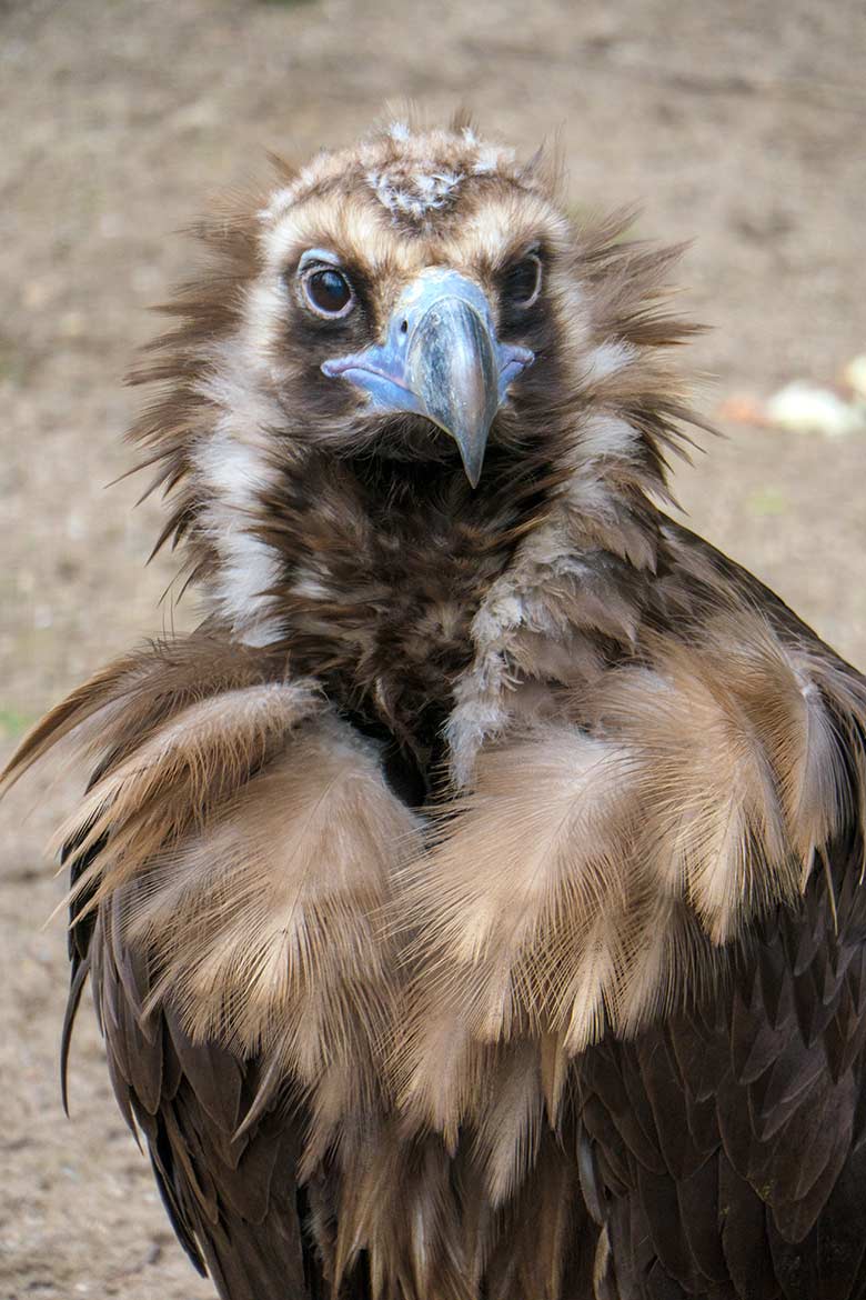 Mönchsgeier am 12. März 2021 in der ehemaligen Gaukler-Außenvoliere am Greifvogel-Haus im Grünen Zoo Wuppertal