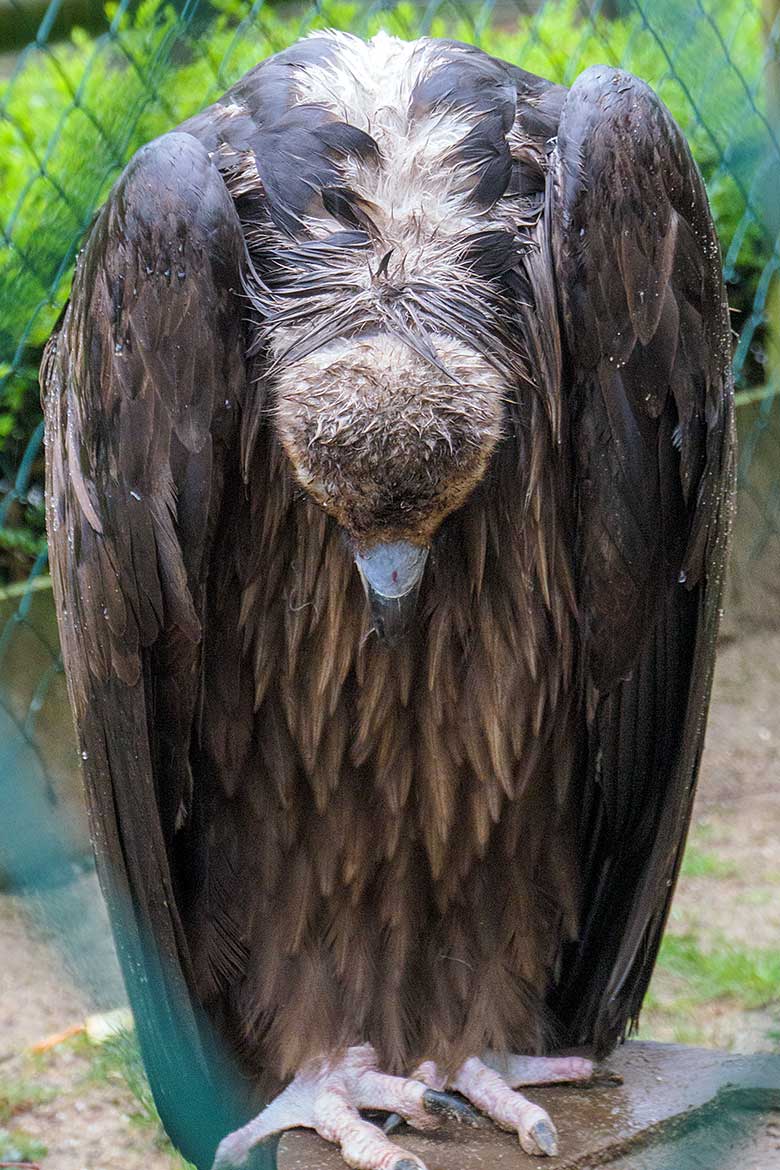 Mönchsgeier am 11. April 2021 in der eigentlichen Außenvoliere der Gaukler im Wuppertaler Zoo