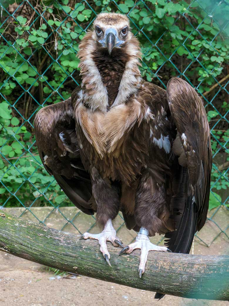 Männlicher Mönchsgeier FRANZ am 26. Juni 2021 in der rechten Außenvoliere am Greifvogel-Haus im Zoologischen Garten Wuppertal