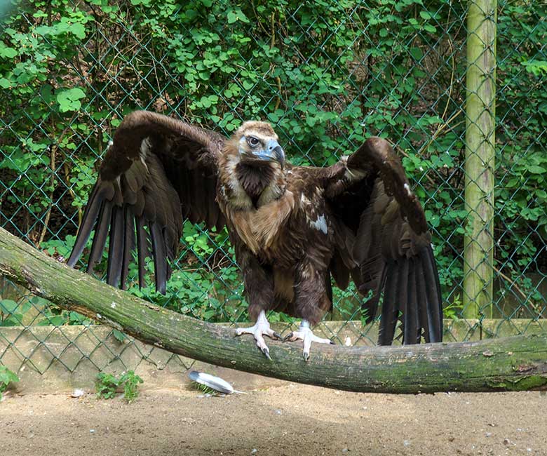 Männlicher Mönchsgeier FRANZ am 26. Juni 2021 in der rechten Außenvoliere am Greifvogel-Haus im Wuppertaler Zoo