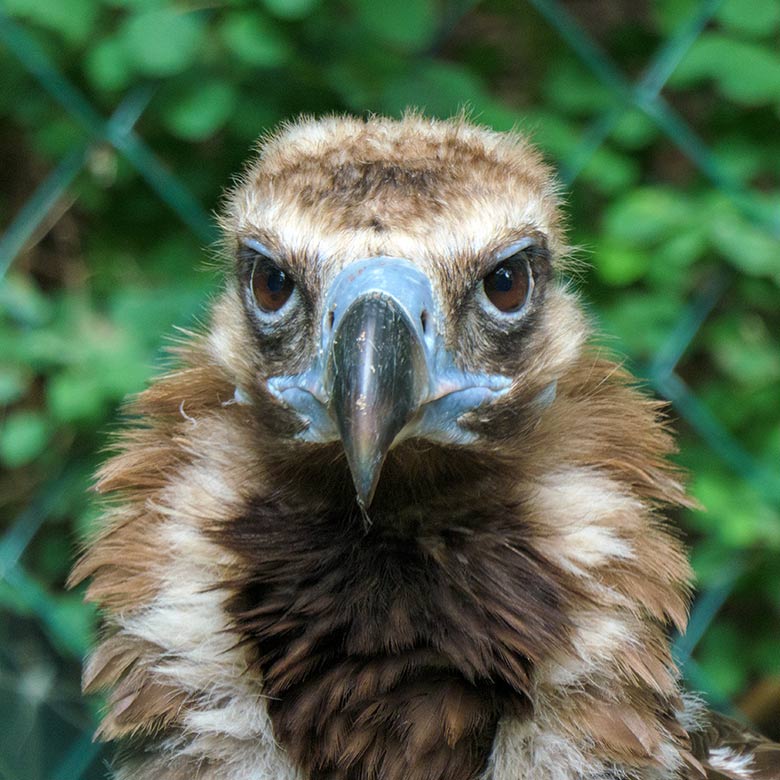 Männlicher Mönchsgeier FRANZ am 26. Juni 2021 in der rechten Außenvoliere am Greifvogel-Haus im Zoologischen Garten der Stadt Wuppertal