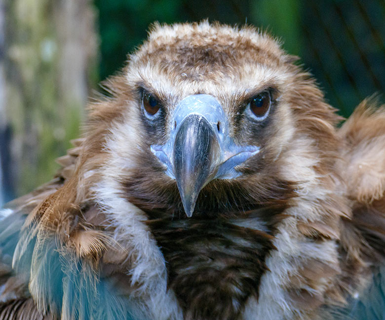 Mönchsgeier am 12. Juli 2021 in der rechten Außenvoliere am Greifvogel-Haus im Zoologischen Garten der Stadt Wuppertal