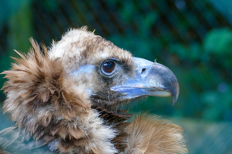 Mönchsgeier am 12. Juli 2021 in der rechten Außenvoliere am Greifvogel-Haus im Wuppertaler Zoo