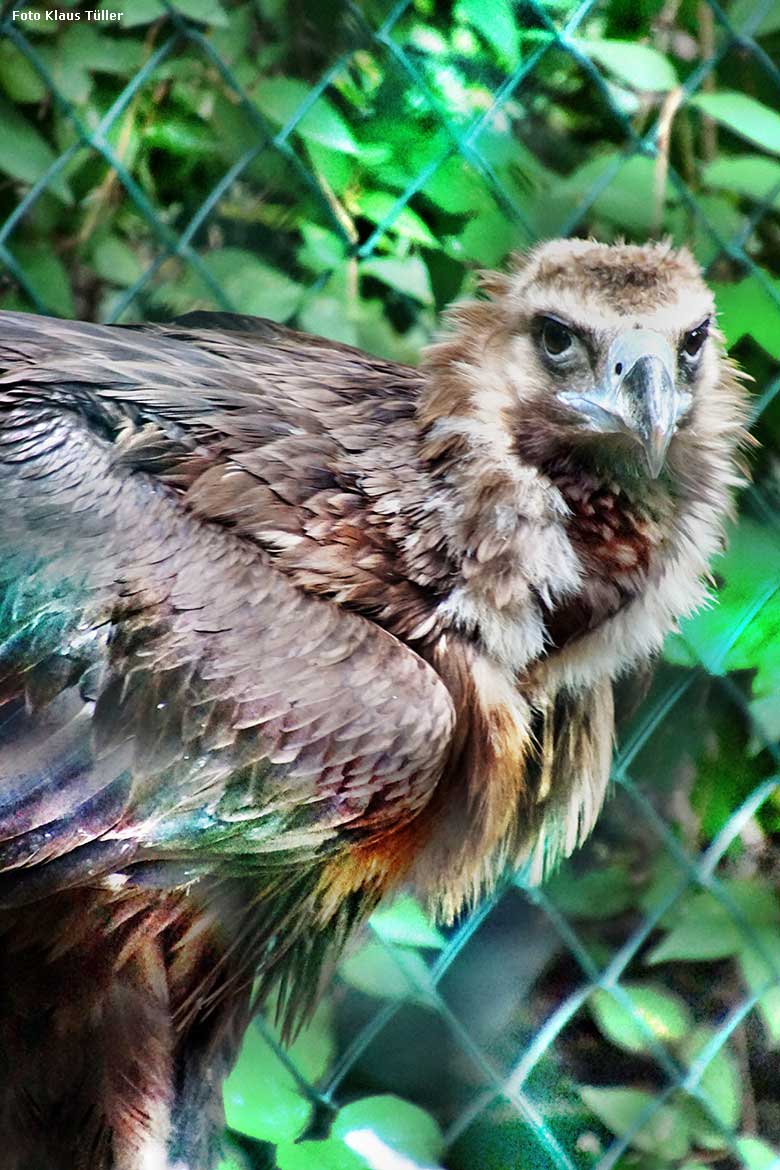 Mönchsgeier am 15. Juli 2021 in der rechten Außenvoliere am Greifvogel-Haus im Zoo Wuppertal (Foto Klaus Tüller)